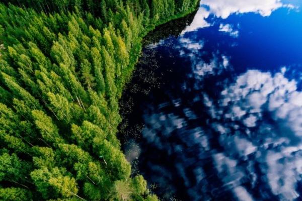 Overhead snapshot of forest filled with trees alongside a lake with the reflection of clouds in sky Overhead snapshot of forest filled with trees alongside a lake with the reflection of clouds in sky