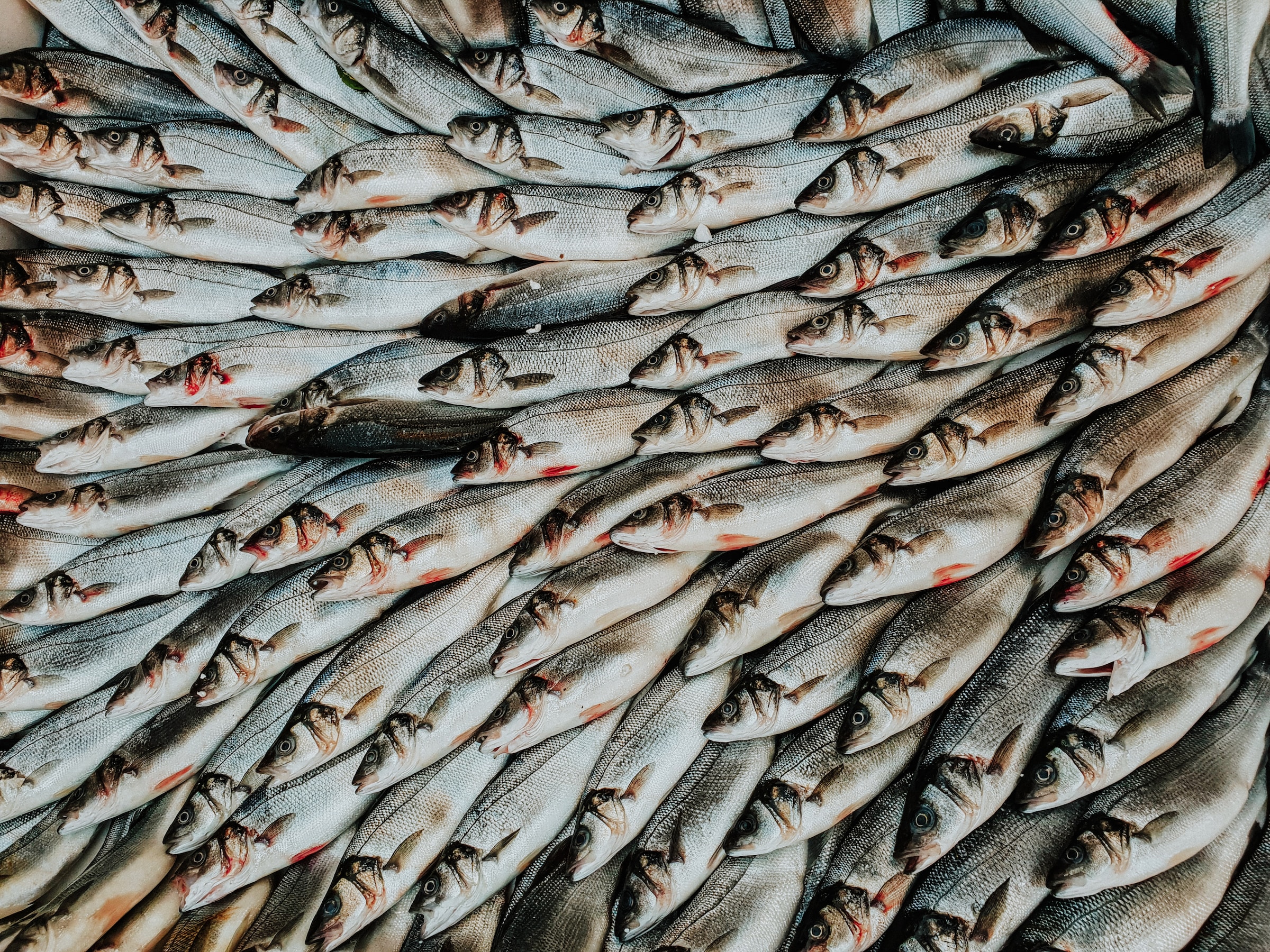 Fish laid out in overlapping layers